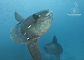   Wandering Spaceships Mola molas Punta Vicente Roca cleaning station Isla Isabella Galapagos. Galapagos  